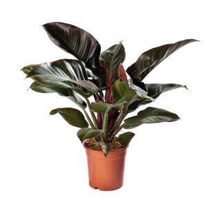 Philodendron Imperial Red Jelimex1 300x300