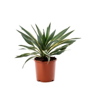 Yucca Gloriosa Variegata Jelimex2 300x300