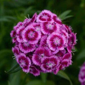 Dianthus Sweet Magenta Bicolor Stars Plant 768x768 1 300x300