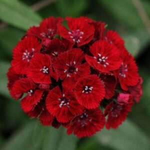 Dianthus Sweet Red Stars Plant 768x768 1 300x300