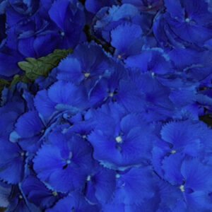 Hydrangea Macrophylla Magical Bluebells Hortmabluebel Dystrybucja Jelimex 300x300