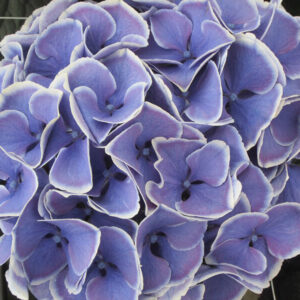 Hydrangea Macrophylla Magical Candy Rock Hortmacaro Dystrybucja Jelimex 300x300