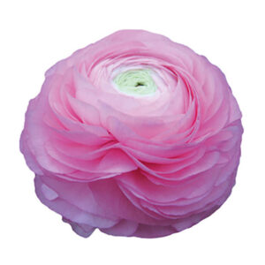Ranunculus Elegance Rose Dystrybucja Jelimex 300x300